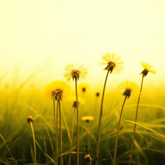 Dandelion, (Remastered audio demo)