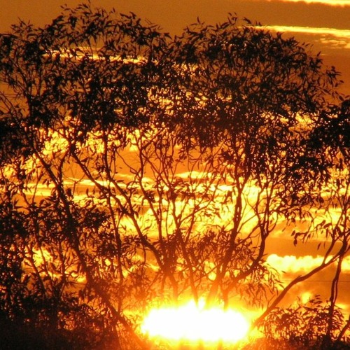 Stream Golden Tree by Cary Casias Listen online for free on SoundCloud