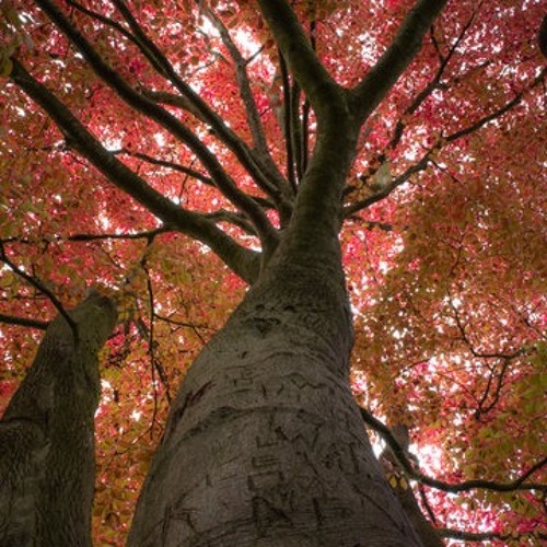 Copper beech