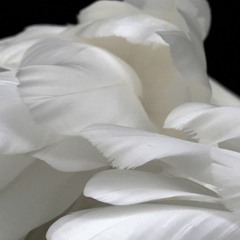 60 Voices - Pamela Martinez