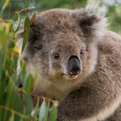 Koalas find calling at Crowes