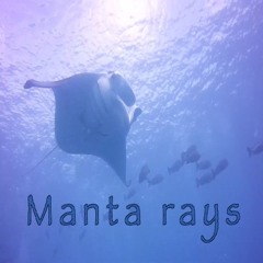 Palau - Manta rays