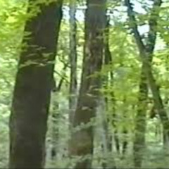 Psilocybin  (Prod. SUB_DOMAIN)