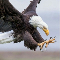 America's Got TALONS, feat Slappy Slim