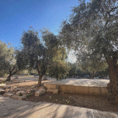 فلسطين روحي وريحانتي.