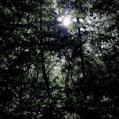 산림욕