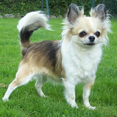 Lil Krokete - Esmaga Colhoes P2