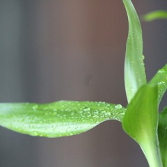 A Blade of Grass : An Arrow In The Whole Wide World  - The Fudge Nutz & Myrh