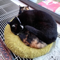 Een Beetje Verliefd (André Hazes Sr. cover)