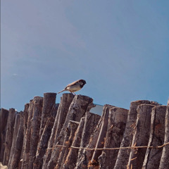 Como pájaros (Lala Fau) - Ensayo