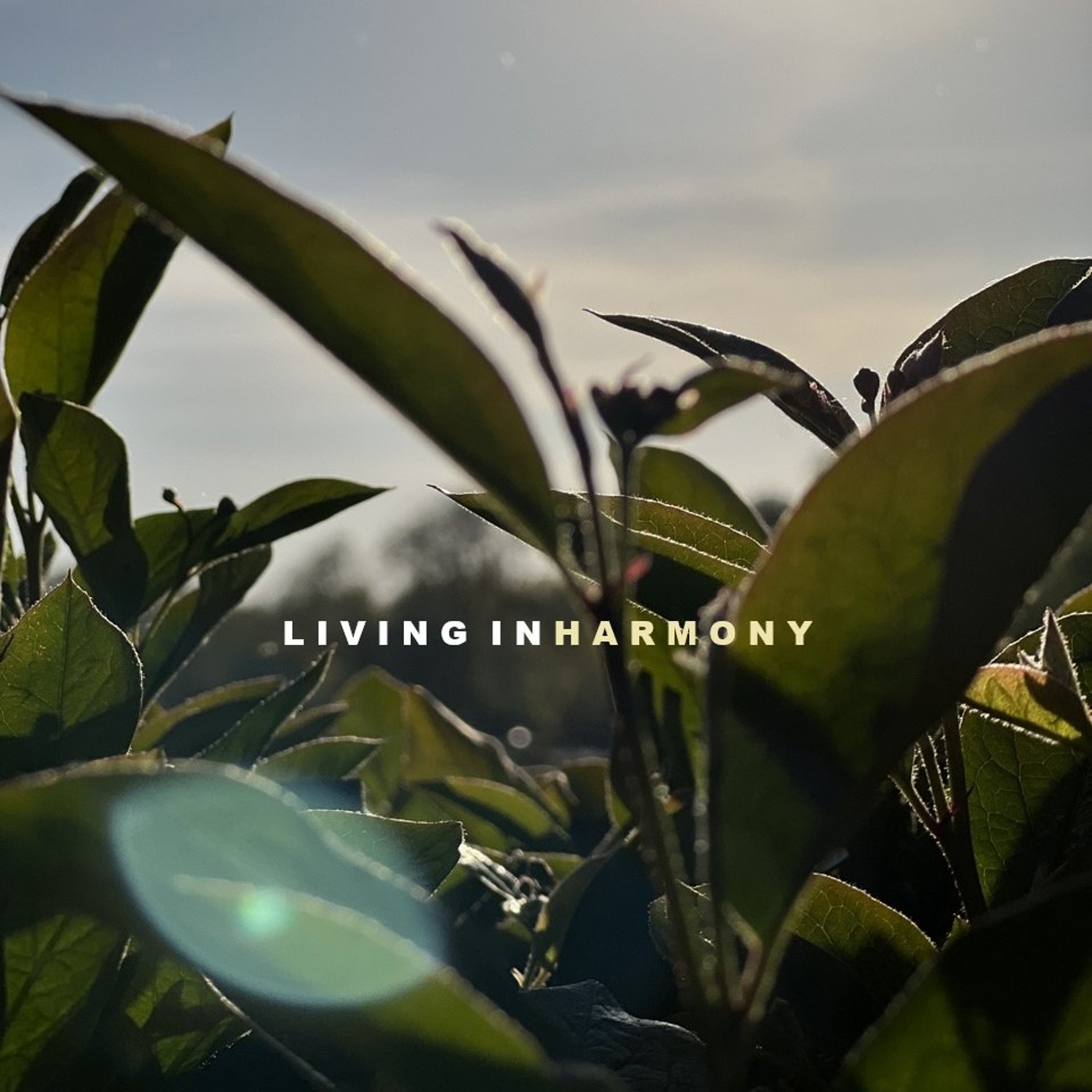 SVÖGAN - LIVING IN HARMONY 205 (Meditation)
