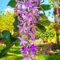 Darling Dear - Alina