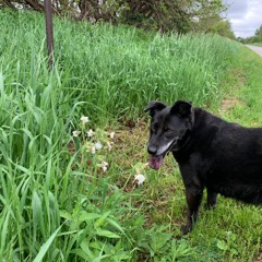 I Know It Isn't True (Bailey Song)