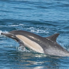 הדולפינה שלמדה שפה זרה