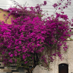 viver é diferente de estar vivo interlude