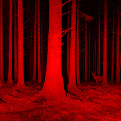 Red forest