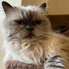 Feralcatgoonwalkbiteeverything