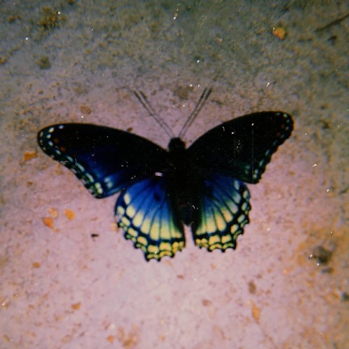 butterfly (prod. R.E.G!)
