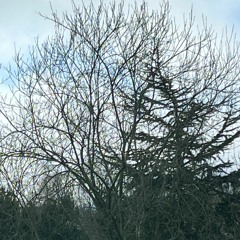 Song thrush