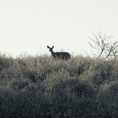 we r not 4 sale!!! ft. broncodidntdie