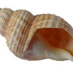 shelly steeaming siomai