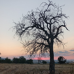 something like the way a flower grows