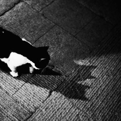 ~Mystiq~ ;)Nothing wrong with multiply personalities,  Have a Nice Caturday...
