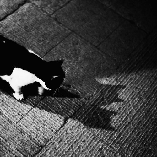 ~Mystiq~ ;)Nothing wrong with multiply personalities,  Have a Nice Caturday...