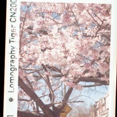 when da cherry blossoms fall