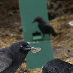 A Coin to a Crow - Woodwind Quintet (2024)