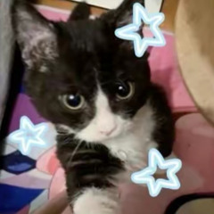 Lay all your love one me(not my/ edit from tiktok)