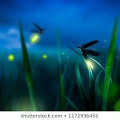Fireflies