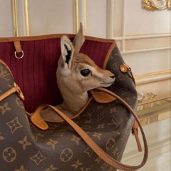 مرحبا يا راس مالي وكنزي وذهبي | ضيدان بن قضعان