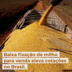 Baixa fixação de milho para venda eleva cotações no Brasil