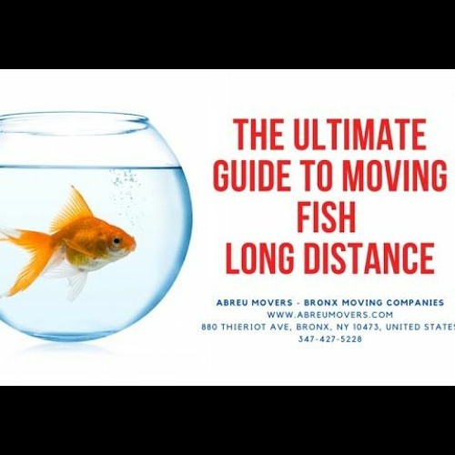 Stream The Ultimate Guide to Moving Fish Long Distance by Abreu Movers