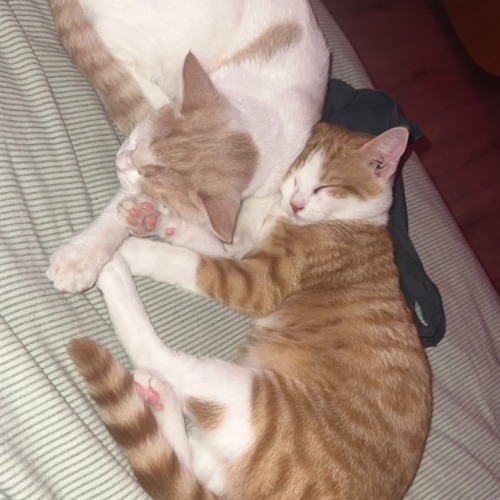 slack + @ely2e (okmax + yuko)