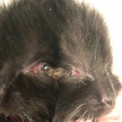 shudntve sippd onat (hi-c )