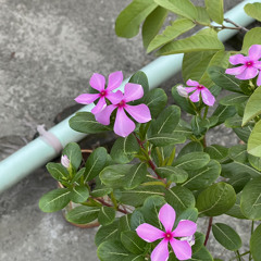 Tumse Mohabbat Hai (Slowd & Reverb)