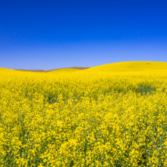 Meadows