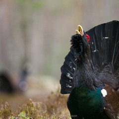 Capercaillie lek, fighting, displaying
