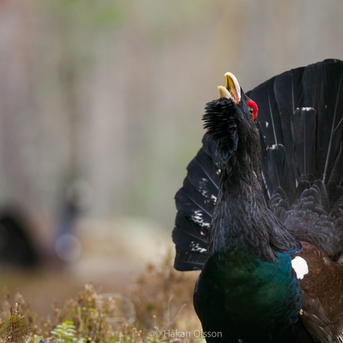 Capercaillie lek, fighting, displaying