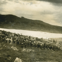 Grenseoverskridende flytteveier for rein