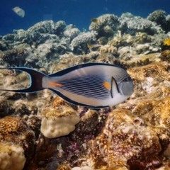 Anxietes, chezlesen, fant, ansietats, travel background music (FREE DOWNLOAD)