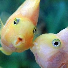 Yuh Whatever (a song for a marine biologist who hates buying toilet paper)