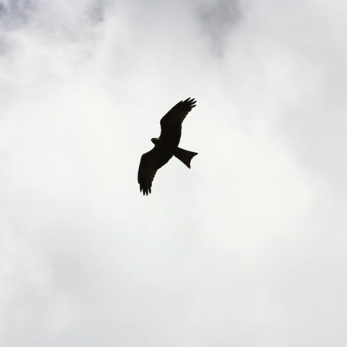 Touxhdown