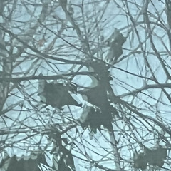 ###BFF  (ft. Awgust)