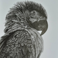 Polly (Cover)