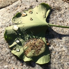 Niki´s Delight Vol. 3; of Rats and Frogs