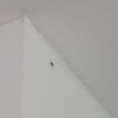 billie the spider who's been in my room for a week now i kinda lvoe her