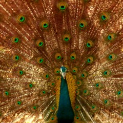 Mighty Peacock (Improvised song)